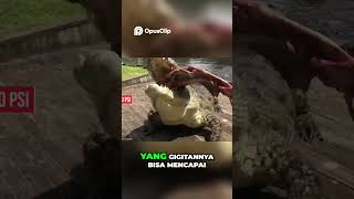 Kekuatan Gigitan Buaya  Terkuat Di Dunia