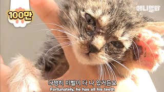 A kitten trapped inside a brick