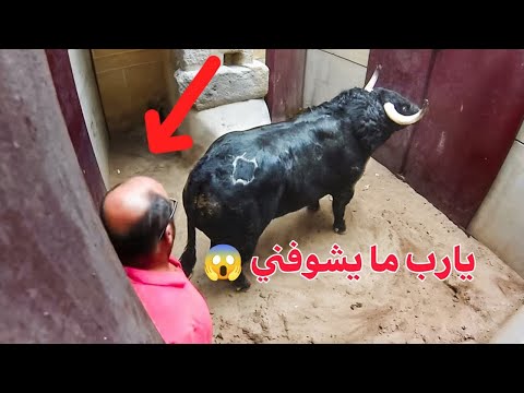 أغرب 50 موقف صورته الكاميرات بالصدفة مواقف غريبة جدا 