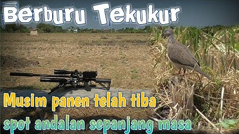 BERBURU JUTAAN TEKUKUR TARGET BAWAH DI SPOT YANG MENJANJIKAN