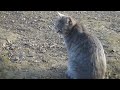 【Cat Video】　　Cat「It's just me today」　　#cat #cats #cute