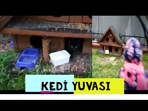 Büyük Kedi Yuvası Bulduk  وجدنا عش القطط الكبيرة #shorts #funny