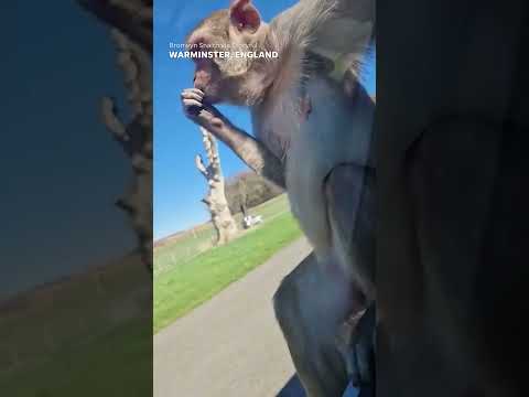 Monkey does hilarious backflip off car in safari enclosure #Shorts