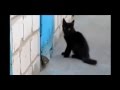 Black Kitty Cat Helps Dog Escape