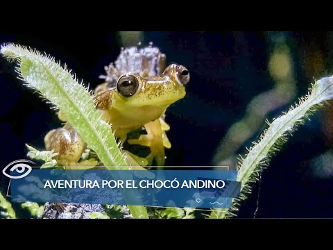 Aventura en el Chocó Andino - Día a Día - Teleamazonas