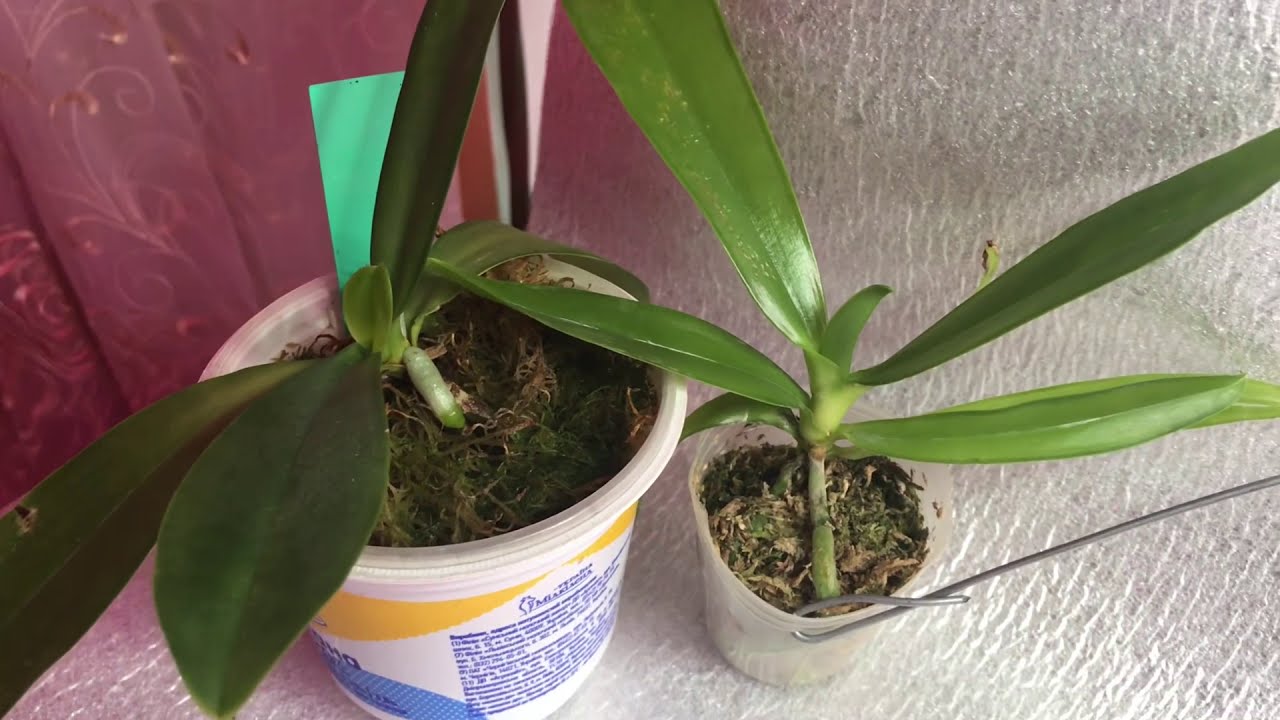 Блокнот. Два фаленопсиса. Lueddermannina и hieroglyphica var. flava. self