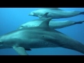 Delfine Paarung HD Ägypten.mpg