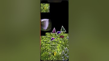 Bouncy Bouncy Photo Chaos on the App Store!