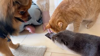 おやつをあげようとするとカワウソも猫も犬も集まって大変なことになる