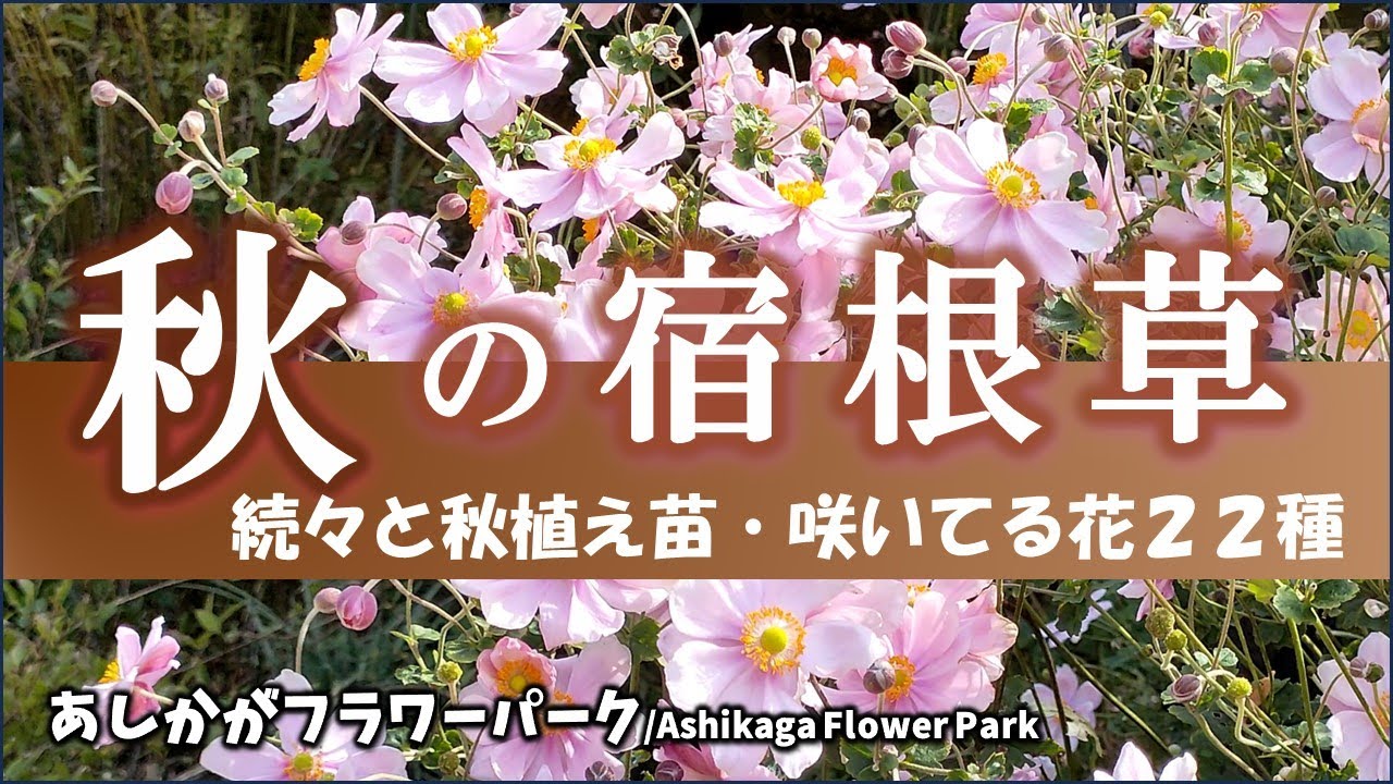 Gardening] Autumn planting is underway! Introducing 22 types of