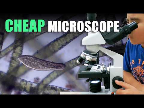 Marketplace Microscope Vs Stinky Pond Water