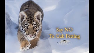 Say NO To Cub Petting || The Story Of A Tiger Cub