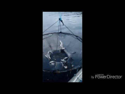 ##Нерест корюшки##Весна 2019г##