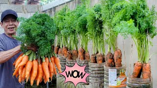 Super Easy Ways To Grow Carrots: Revealing 7 Secrets For High Yields