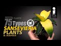 75 Types of Sansevieria Plants & Names
