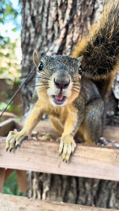 Download lagu Edwin enjoying his breakfast #squirrel #edwin #shorts #wildlife #nature