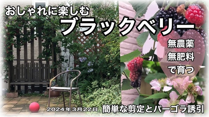 フェンスに誘引する方法