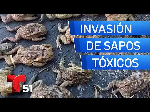 Vídeo: A Invasão De Sapos Venenosos Na Flórida - Visão Alternativa