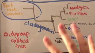 Module #7 Phylogeny