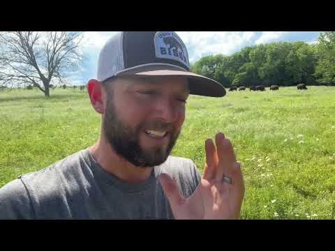 Worst Nightmare for A Bison Rancher