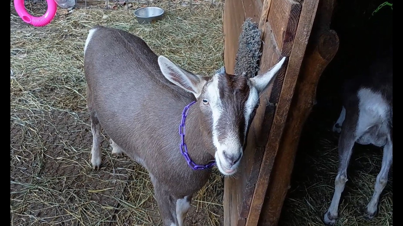Picky Goats Goats Can Be Picky and Wasteful Eaters! - YouTube