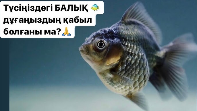 Порно фотодағы корей жұлдыздары