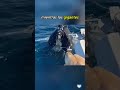 Dos gigantes ballenas sorprendieron a todos con este increíble encuentro 😱 #viral #naturaleza