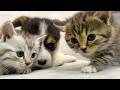 Mealtime with a Corgi Puppy and Kittens — Who Finishes First? 😂🐶🐱
