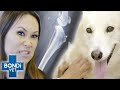 Homeless Dog&#39;s Knee Surgery Needed Before Adoption 💔 | Bondi Vet Clips | Bondi Vet