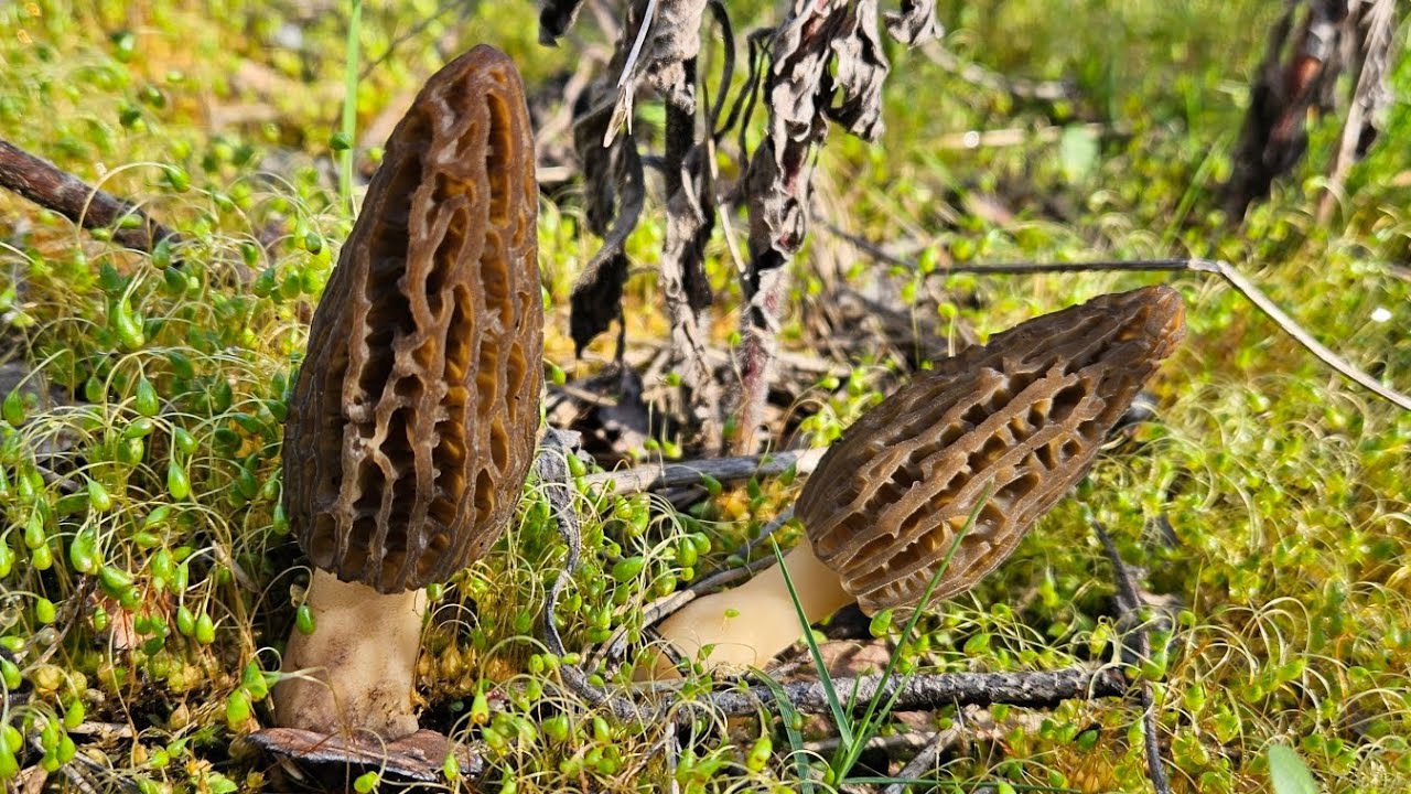 Morilles de feu du 12 Mars 2025 🤩! La saison 2025 est ouverte.