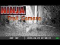 *NEW* Ninja 1 Trail Camera Reviews  ~Budget~