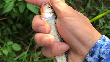 câu cá mương suối tây bắc