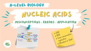 Nucleic acids & DNA replication: Common misconceptions & errors A level Biology #alevelbiology #dna