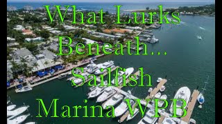 What Lurks Beneath...Sailfish Marina WPB