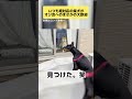 いつもはクールな柴犬がオジ友がお家に来てテンションが上がる瞬間 #柴犬