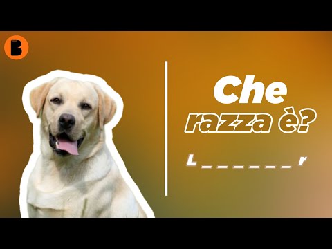 Video: Quiz per testare la conoscenza della razza di cane piccolo