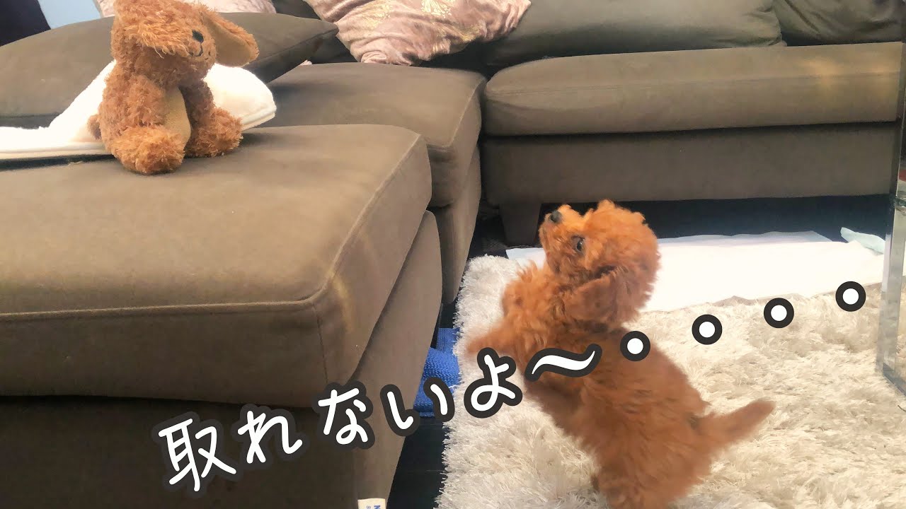 ぬいぐるみ大好きな子犬ミレにいたずらしてみた YouTube