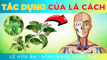 7 tác dụng tốt không ngờ của LÁ CÁCH đối với sức khỏe (Bạn không nên bỏ qua)