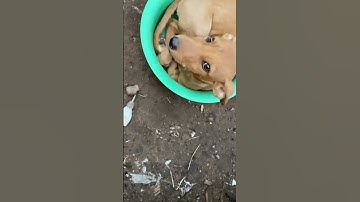 Please don’t scroll before donating to our link in bio ,to buy us cat food #catsofyoutube #donate