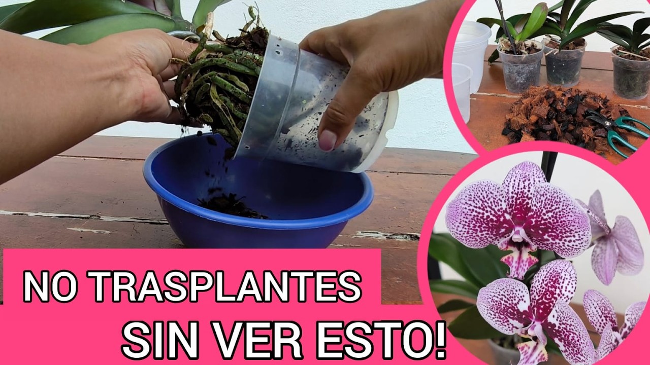 🌿¡Así trasplanto mis orquídeas Phalaenopsis y nunca fallan! 🌸✨