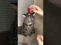 3D Printing Armour For His Cat 🐱