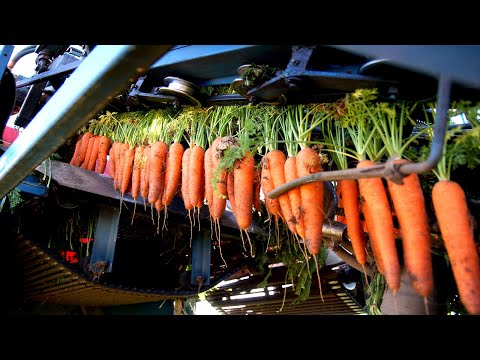 Modern Carrot Harvesting Machine and Carrot Packing Machine Modern Agriculture Techonology