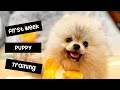 First Week with a Pomeranian | Unplanned Puppy Training at Home with First time Furparents