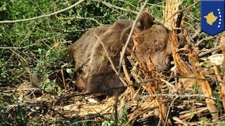 Animal rescue: bear caught in wire trap freed and returned to wild by Four Paws Kosovo - TomoNews screenshot 5