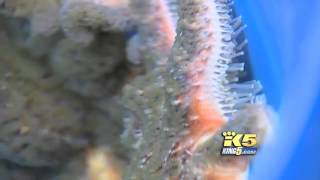 Starfish Melting Die Off   Vancouver, Seattle, now California