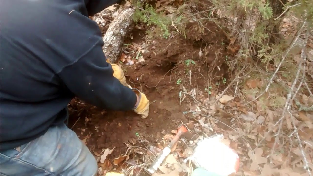 Happy new years trapping grey fox