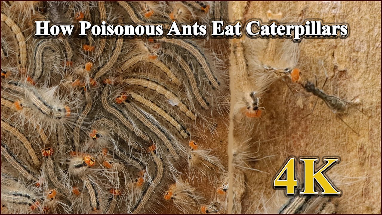 How Poisonous Ants Eat Caterpillars Ants Vs Caterpillars 4K YouTube