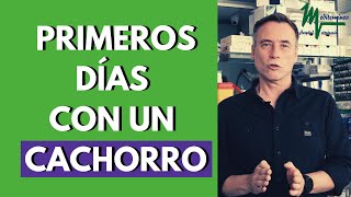 CACHORRO/PERRO LLORA POR LAS NOCHES. ¡TIPS PARA QUE NO LLORE! ETÓLOGO PABLO HERNÁNDEZ
