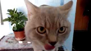 Кот ест Кот ест
