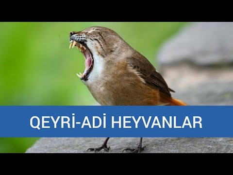Video: Hündürlük 186: çəki və bədən növü ilə nisbət